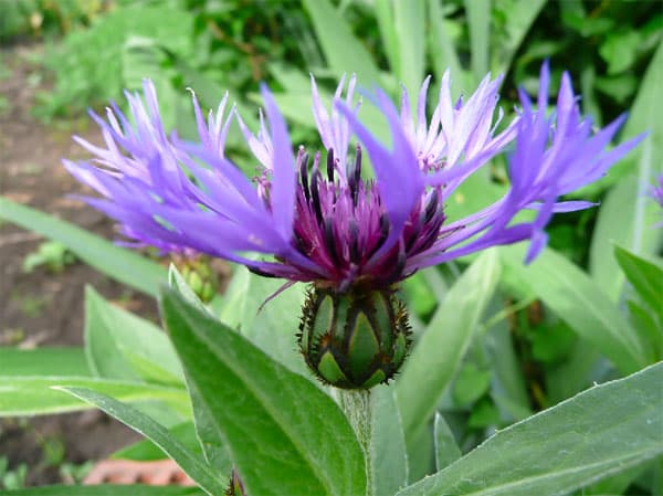 Centaurea montana Mägijumikas